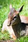 GBPZ1242841 Kirks dikdik / Madoqua kirkii