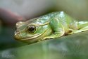 GBPZ1242858 Zhangixalus feae (Fea's Flying Tree Frog)