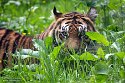 GBPZ1242884 Sumatraanse tijger / Panthera tigris sumatrae