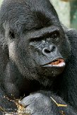 GBPL1099567 westelijke laaglandgorilla / Gorilla gorilla gorilla