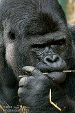 GBPL1099569 westelijke laaglandgorilla / Gorilla gorilla gorilla