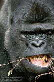 GBPL1099574 westelijke laaglandgorilla / Gorilla gorilla gorilla