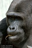 GBPL1099576 westelijke laaglandgorilla / Gorilla gorilla gorilla