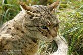 GBPL1099598 Aziatische wilde kat / Felis silvestris ornata
