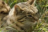 GBPL1099605 Aziatische wilde kat / Felis silvestris ornata