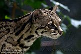 GBPL1099622 margay / Leopardus wiedii