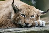 GBPL1099652 Siberische lynx / Lynx lynx wrangeli