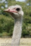 GBPL1099676 struisvogel / Struthio camelus