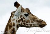 GBPL1116064 Rothschildgiraffe / Giraffa camelopardalis rothschildi