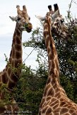 GBPL1116191 Rothschildgiraffe / Giraffa camelopardalis rothschildi
