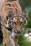 GBPL1116242 Siberische tijger / Panthera tigris altaica