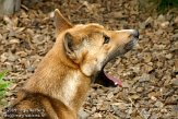 GBRS1098870 Nieuw-Guinea zingende hond / Canis lupus hallstromi
