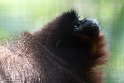 GBSZ01243487 rode titi / Callicebus cupreus