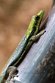 GBSZ01243511 Geelkop daggekko / Phelsuma klemmeri