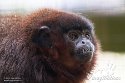 GBSZ01243512 rode titi / Callicebus cupreus