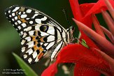 GTZ01153588 Limoenvlinder / Papilio demoleus