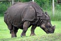 GBWM1242100 Indische neushoorn / Rhinoceros unicornis