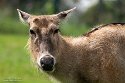 GBWM1242114 nijlgau / Boselaphus tragocamelus