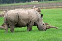 GBWS1244148 witte neushoorn / Ceratotherium simum