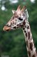 GBWS1244193 Rothschildgiraffe / Giraffa camelopardalis rothschildi