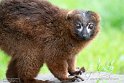 GBWS1244242 roodbuikmaki / Eulemur rubriventer