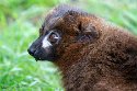 GBWS1244246 roodbuikmaki / Eulemur rubriventer