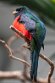 GBZL1260117 gekraagde trogon / Trogon collaris