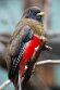 GBZL1260121 gekraagde trogon / Trogon collaris