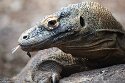 GBZL1260153 komodovaraan / Varanus komodoensis
