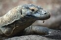 GBZL1260157 komodovaraan / Varanus komodoensis