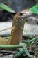 GBZL1260168 koningscobra / Ophiophagus hannah