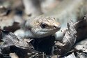 GBZL1260172 Leiolopisma telfairii (Telfair's skink)