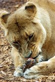 GWZ01153786 Afrikaanse leeuw / Panthera leo