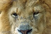 GWZ01153801 Afrikaanse leeuw / Panthera leo