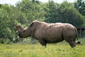 GBWZ1244283 witte neushoorn / Ceratotherium simum