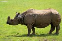 GBWZ1244341 Indische neushoorn / Rhinoceros unicornis