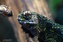 GBWZ1244359 Chinese krokodilstaarthagedis / Shinisaurus crocodilurus