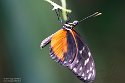 GBWZ1244387 Heliconius hecale