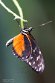 GBWZ1244389 Heliconius hecale