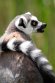 GBWZ1244404 ringstaartmaki / Lemur catta