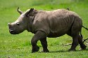 GBWZ1244444 witte neushoorn / Ceratotherium simum