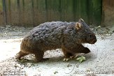 HPB01142038 Tasmaanse wombat / Vombatus ursinus tasmaniensis