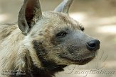 HPB01142075 gestreepte hyena / Hyaena hyaena