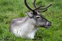 YRZ01257411 rendier / Rangifer tarandus
