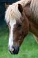 YRZ01257435 IJslandse paard