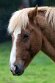 YRZ01257440 IJslandse paard