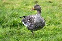 YRZ01257449 grauwe gans / Anser anser