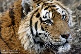 IED01101794 Siberische tijger / Panthera tigris altaica