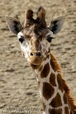 IED01101831 Rothschildgiraffe / Giraffa camelopardalis rothschildi