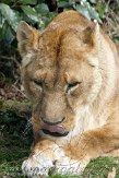 IED01101870 Afrikaanse leeuw / Panthera leo
